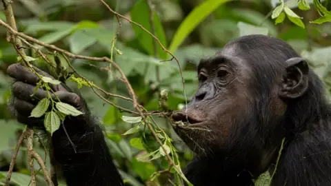 Wild Chimps Ingesting an Amount Equal of One Lager Per Day from Fermented Produce, Study Finds